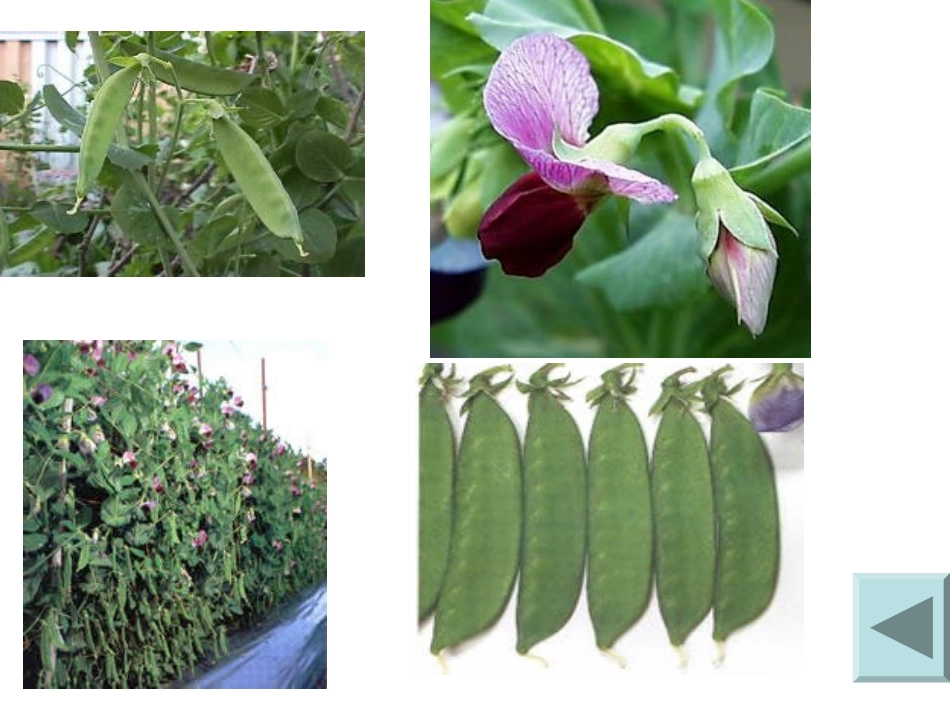 遗传的基本规律_第2页