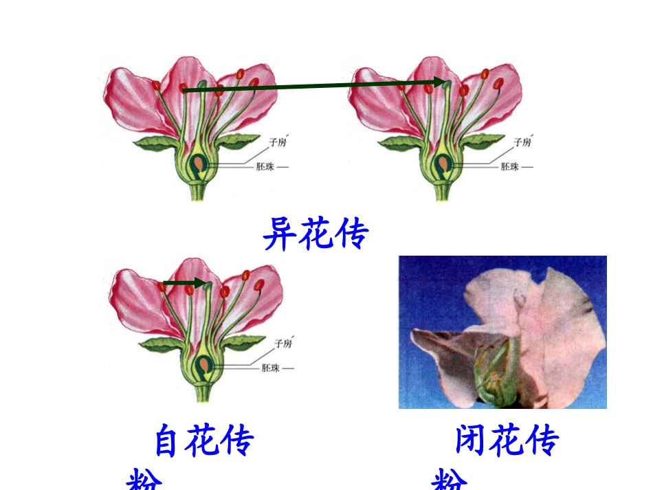 遗传的基本规律_第3页