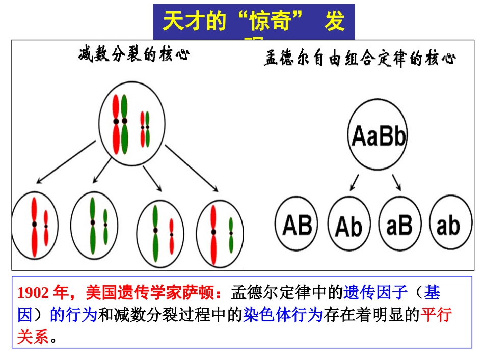 遗传的染色体学说_第2页