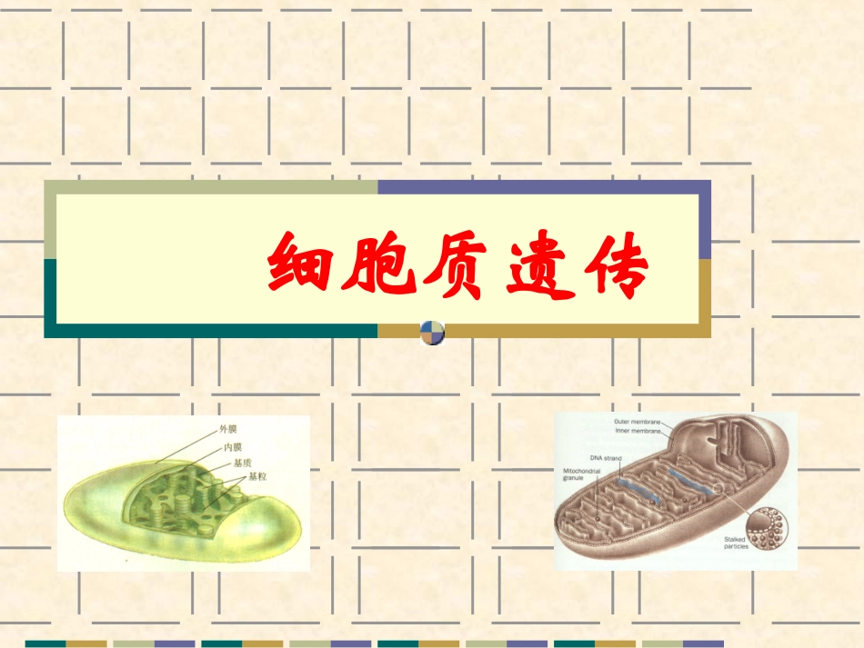 遗传学细胞质遗传_第1页