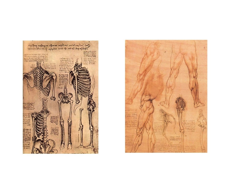 艺用人体结构课件_第3页