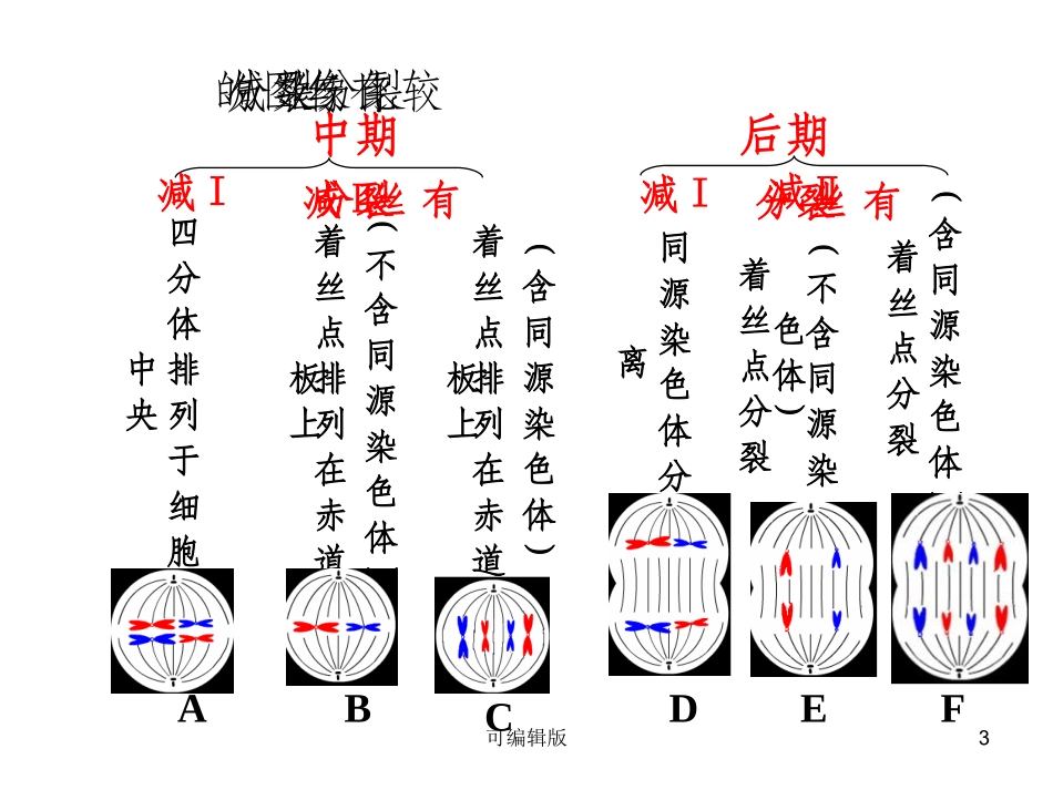 有丝分裂减数分裂图解最好的_第3页