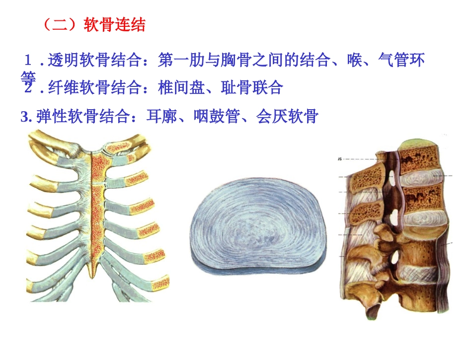 运动解剖学关节_第2页