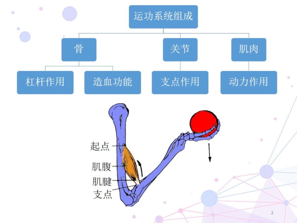 运动系统解剖骨_第2页