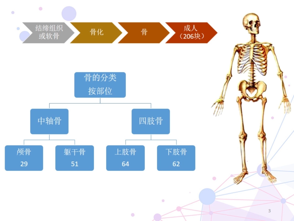 运动系统解剖骨_第3页