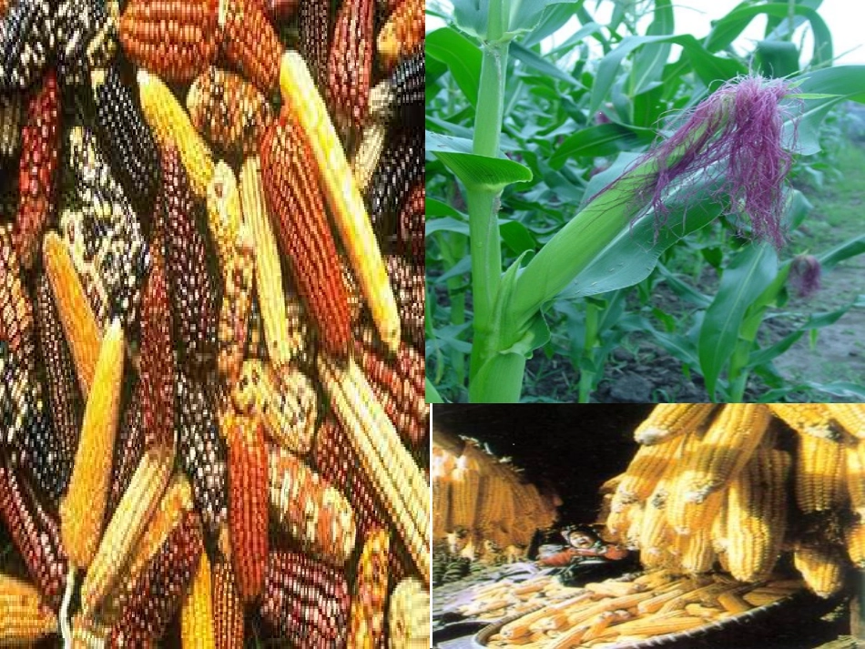 杂交育种与诱变育种_第2页