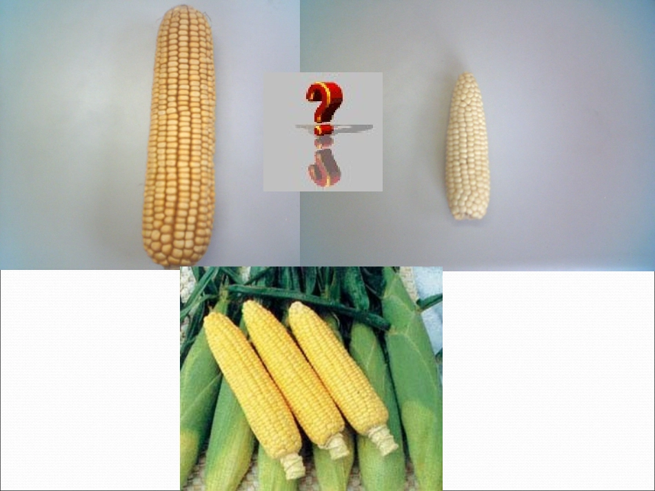 杂交育种与诱变育种_第3页