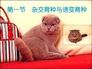 杂交育种与诱变育种