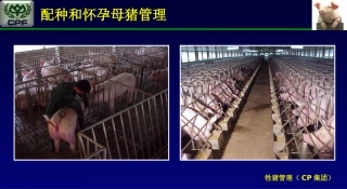 正大康地资料交配和怀孕母猪管理
