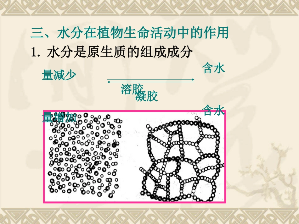 植物生长与水分_第3页