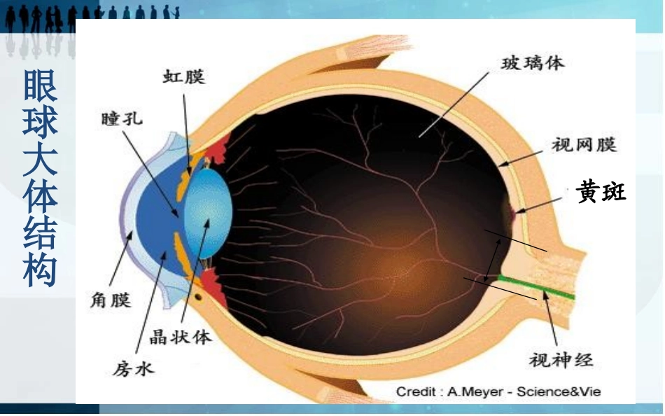 中西医结合治疗干眼症体会_第2页