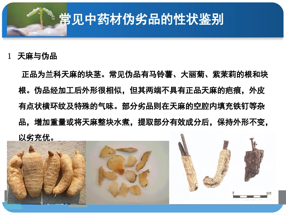中药饮片的性状及常见真伪鉴别_第3页