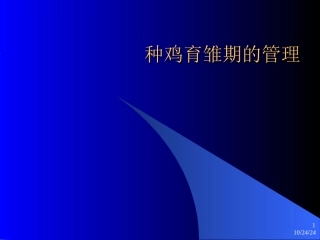 种鸡育雏期的管理