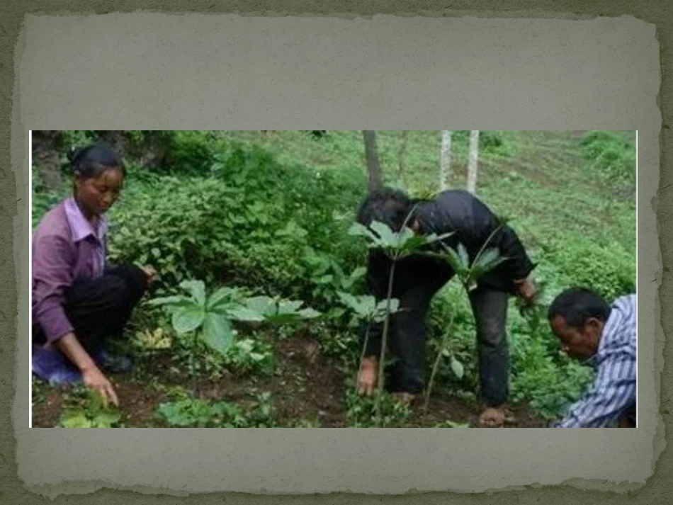 重楼种植技术_第2页