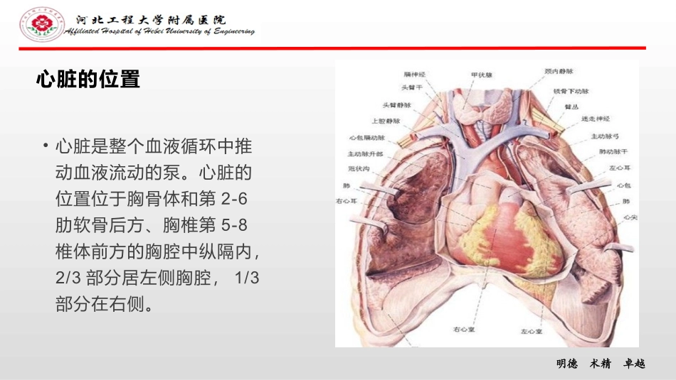 主动脉瓣置换术_第3页