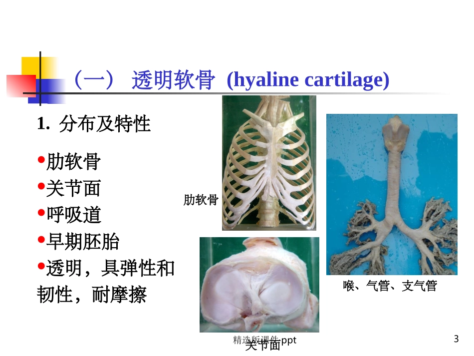 组织学软骨和骨_第3页