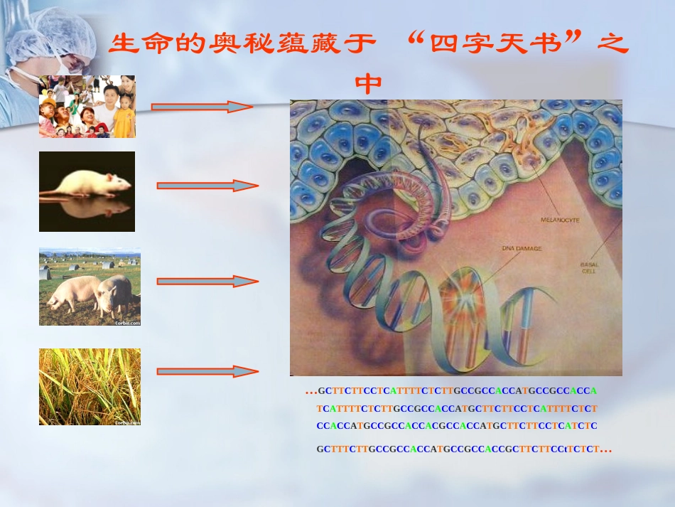 dna测序仪专业课件_第2页