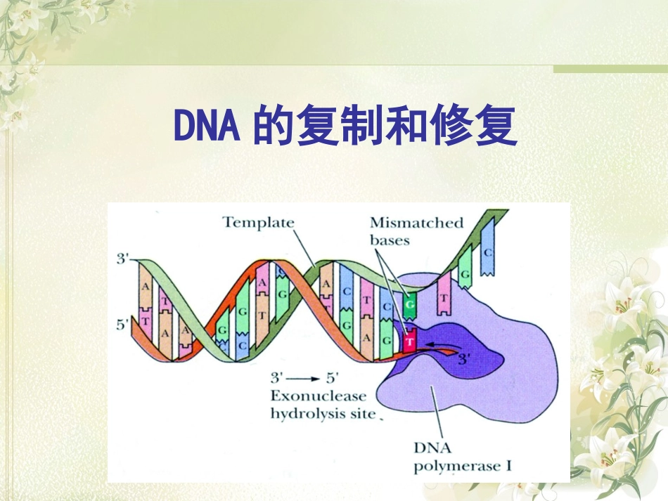 DNA的复制和修复解析_第1页