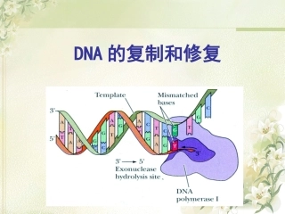 DNA的复制和修复解析