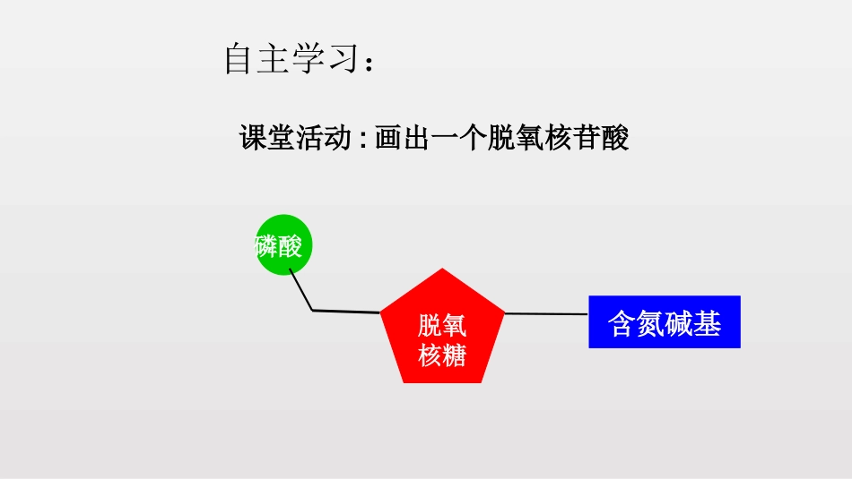 DNA的结构_第3页