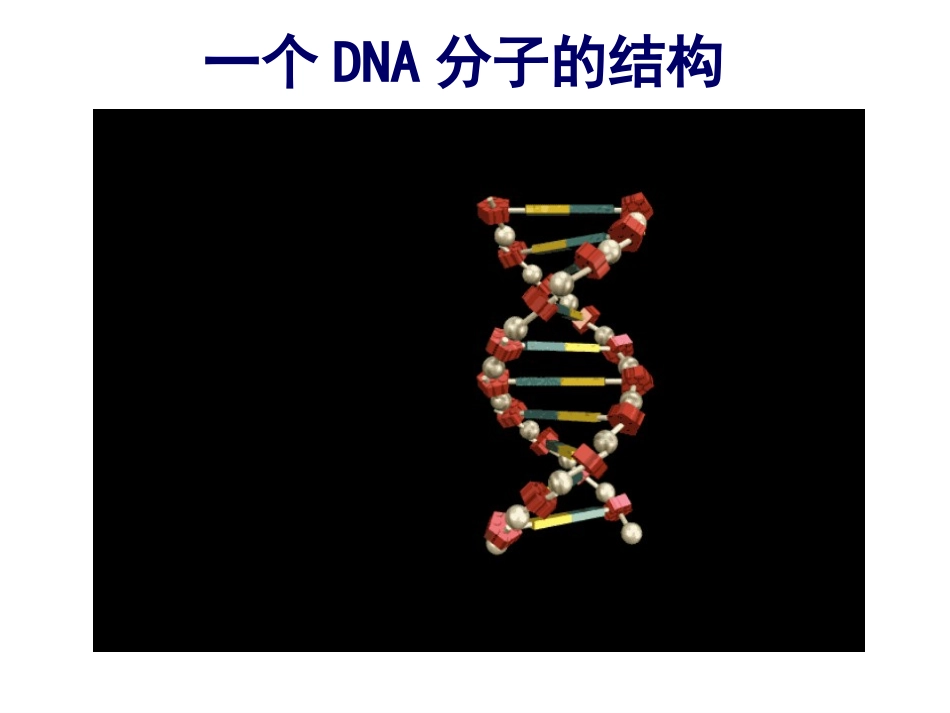 DNA分子的结构详解_第1页