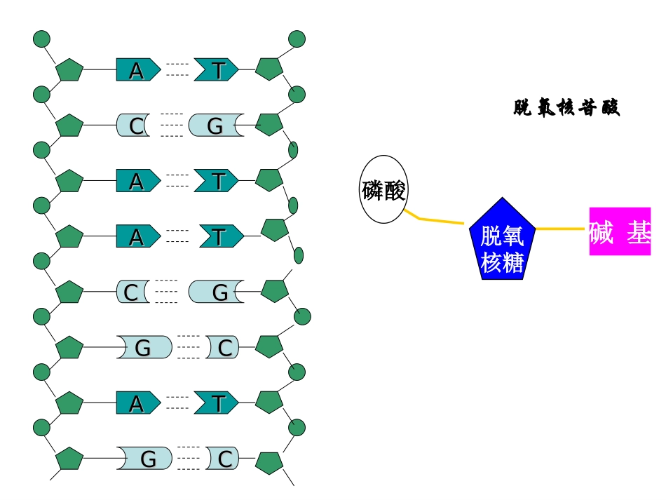 DNA分子的结构详解_第2页