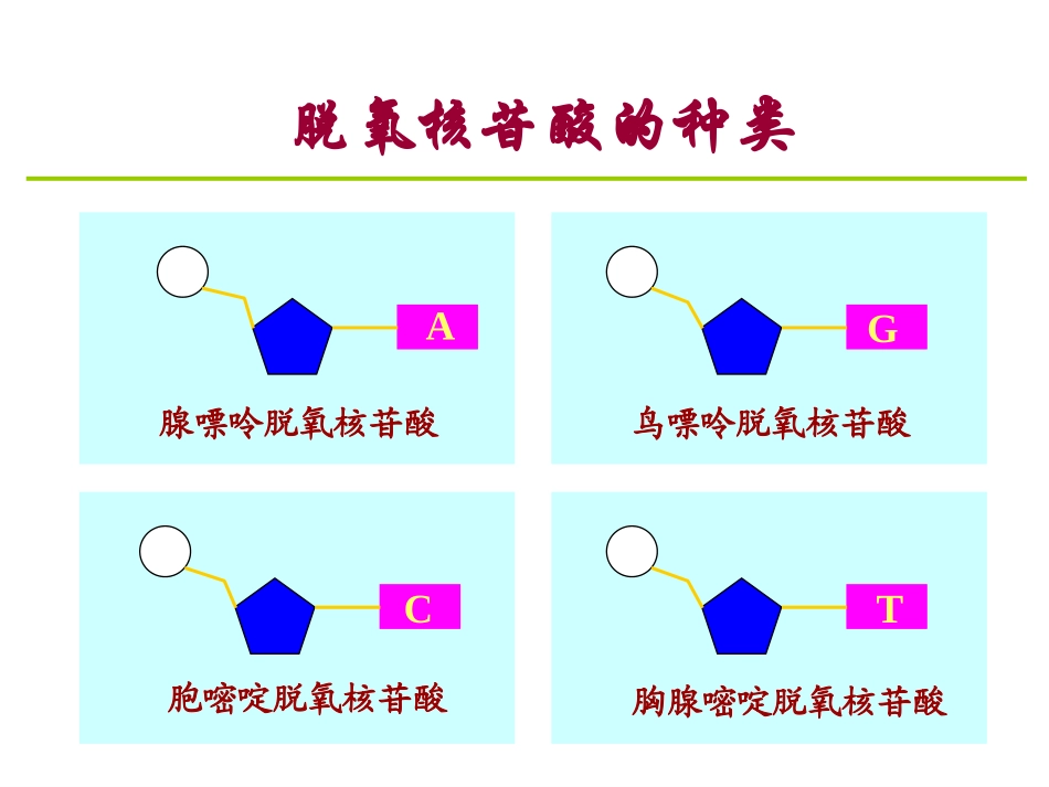 DNA分子的结构详解_第3页