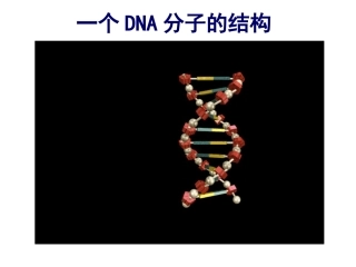 DNA分子的结构详解