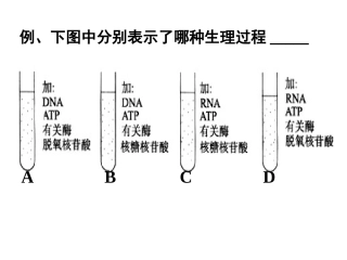 DNA复制转录和翻译