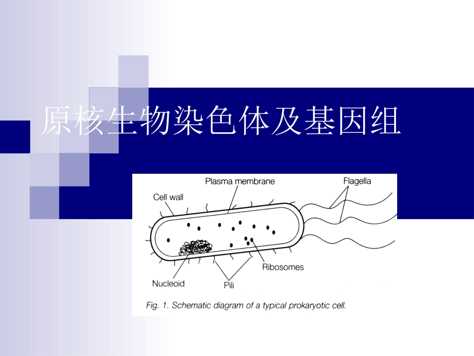 DNA及染色体的结构_第2页