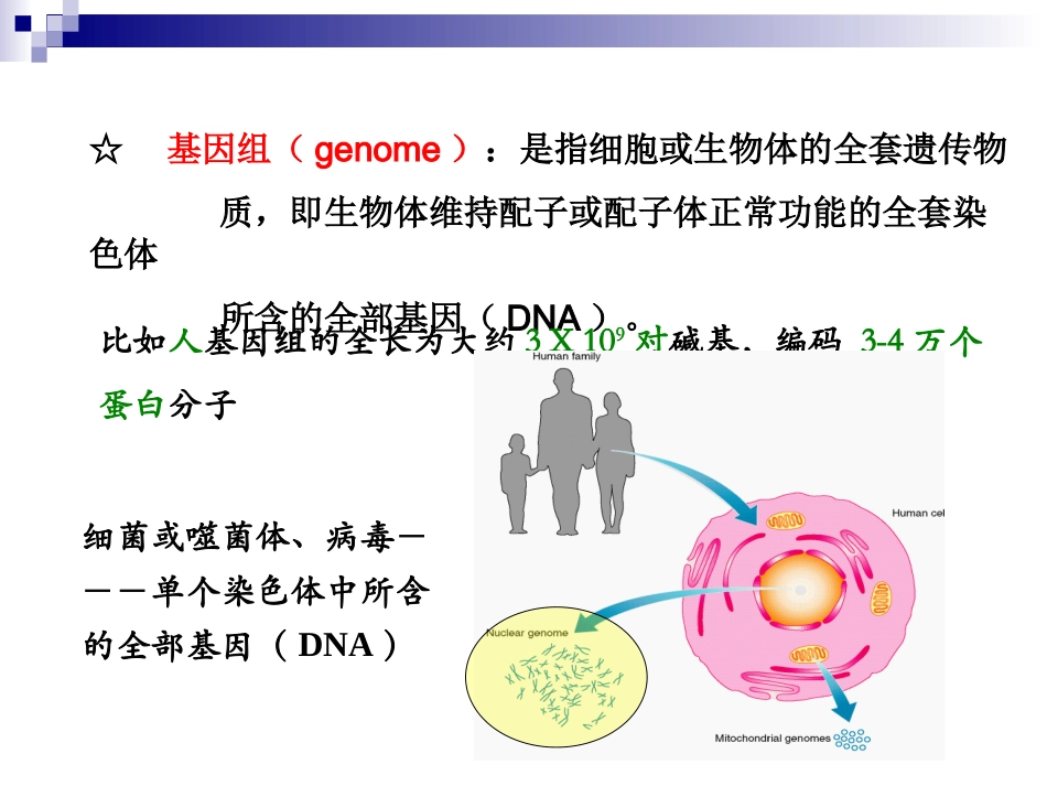 DNA及染色体的结构_第3页