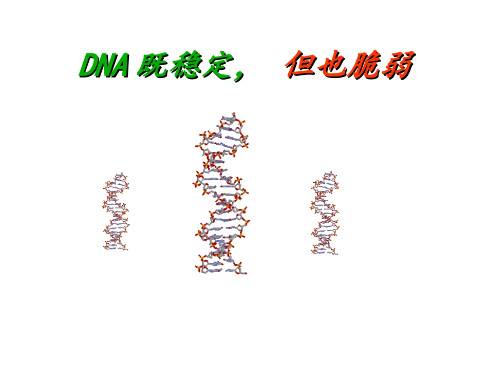 DNA损伤与修复_第2页