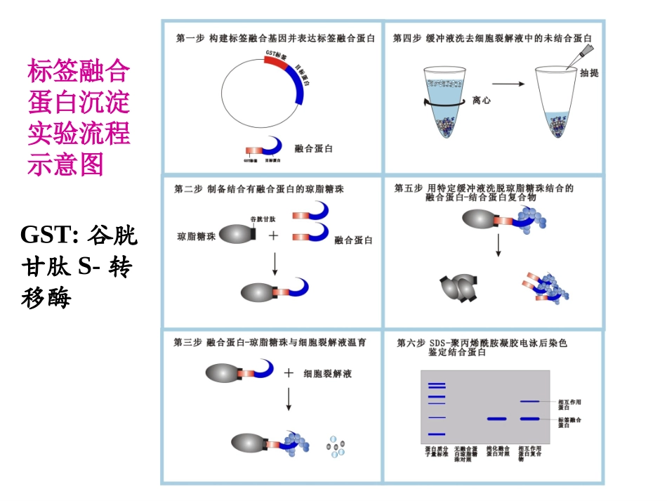 DNA重组及重组DNA技术一_第3页