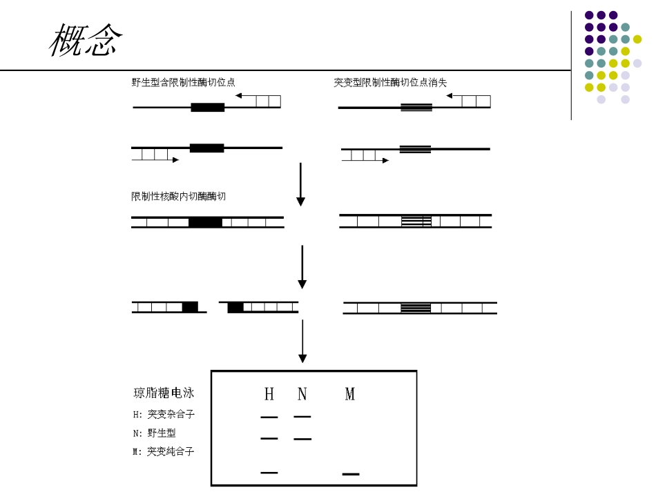 PCRRFLP_第3页