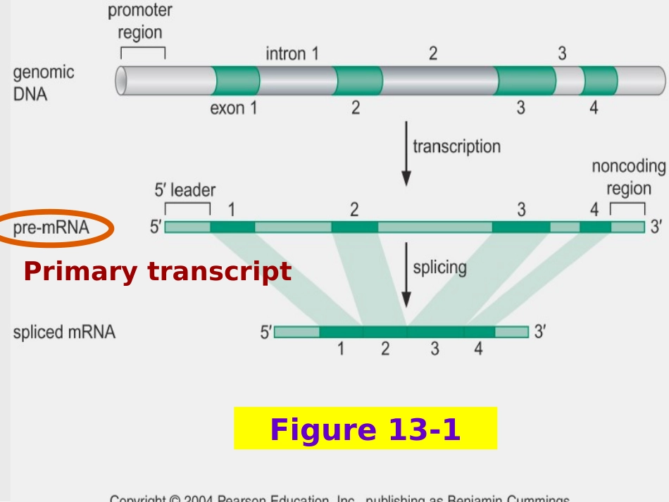 RNA的剪接解析_第2页
