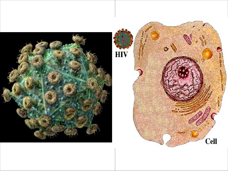 艾滋病培训课件_第3页