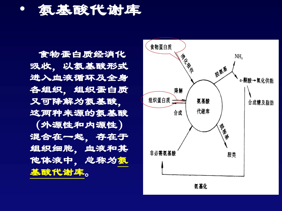 氨基酸的体内代谢一般代谢_第2页