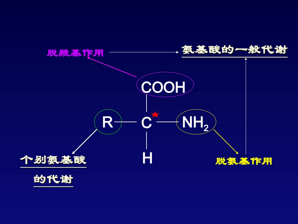 氨基酸的体内代谢一般代谢_第3页