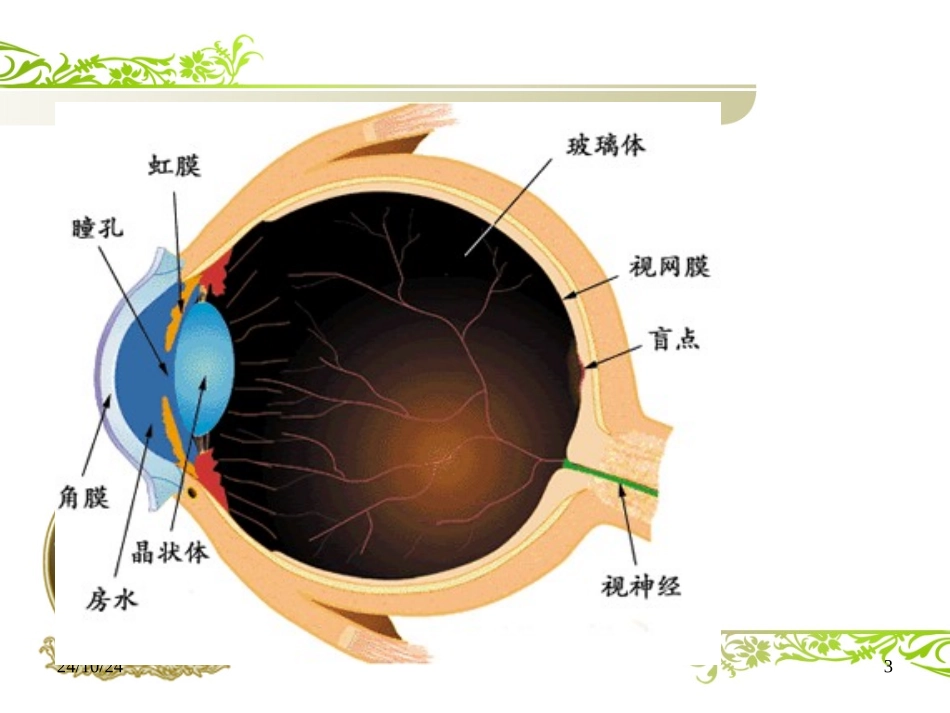 白内障围手术期护理课件_第3页