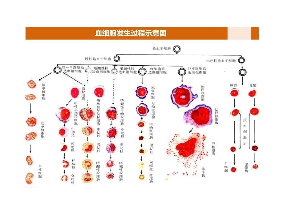 白细胞增多的诊断及鉴别诊断_第3页