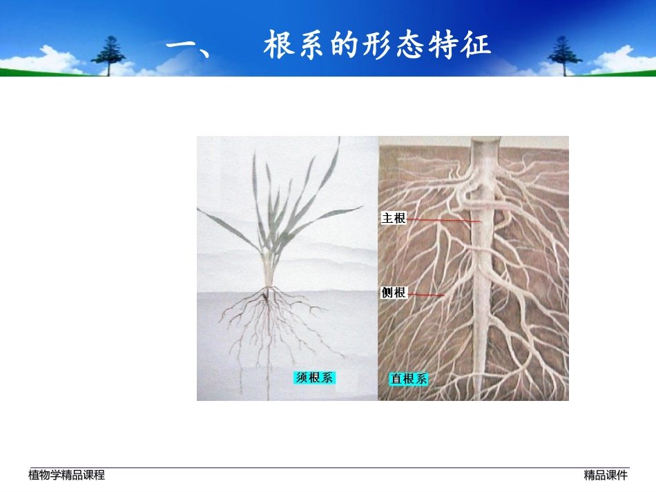 被子植物形态学基础知识_第3页