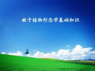 被子植物形态学基础知识
