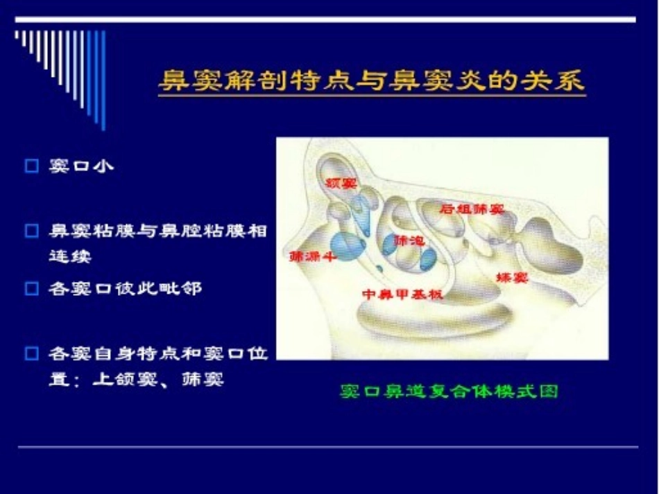 鼻和鼻窦CT解剖_第2页