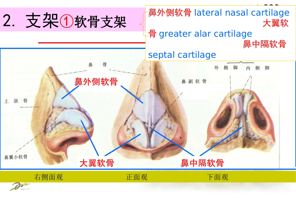 鼻应用解剖学_第3页