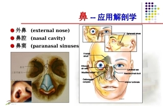 鼻应用解剖学