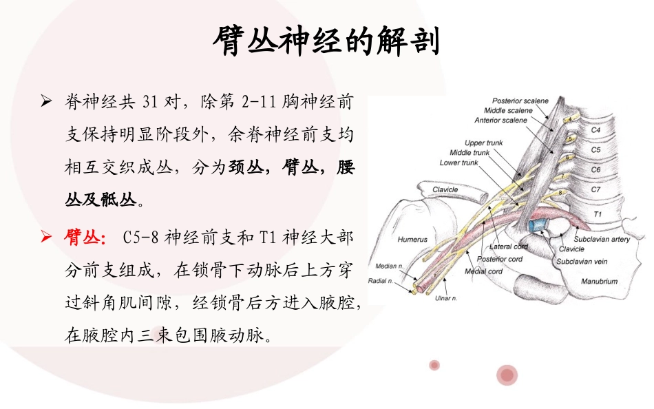 臂丛神经的磁共振成像进展_第3页