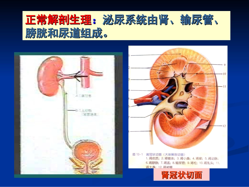 病理泌尿系统疾病_第2页