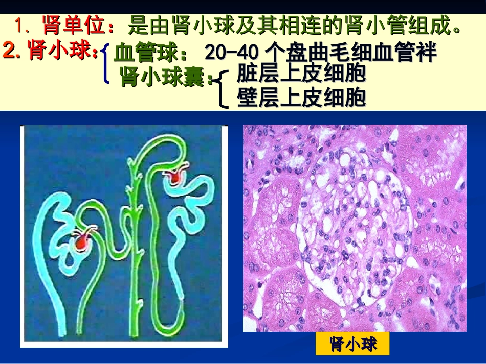 病理泌尿系统疾病_第3页