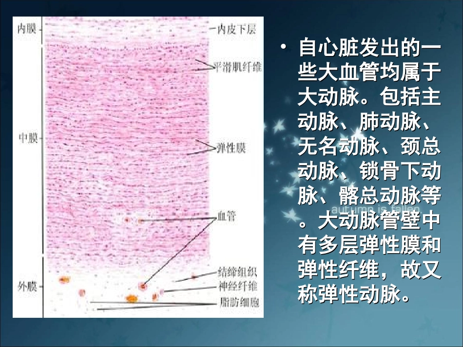 病理学心血管系统疾病_第3页