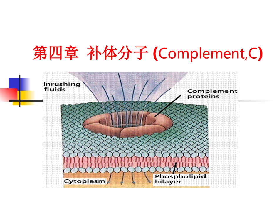 补体分子ComplementC_第1页